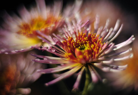 Объектив Гелиос 40-2 для FujiFilm FX