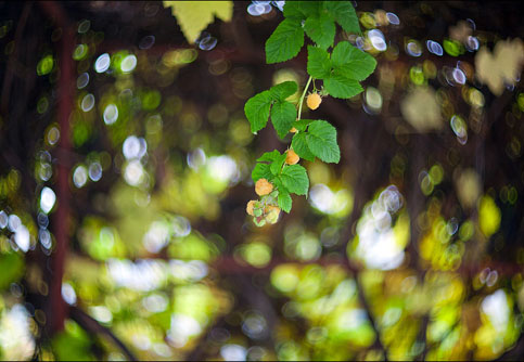 Объектив Гелиос 40-2 для FujiFilm FX